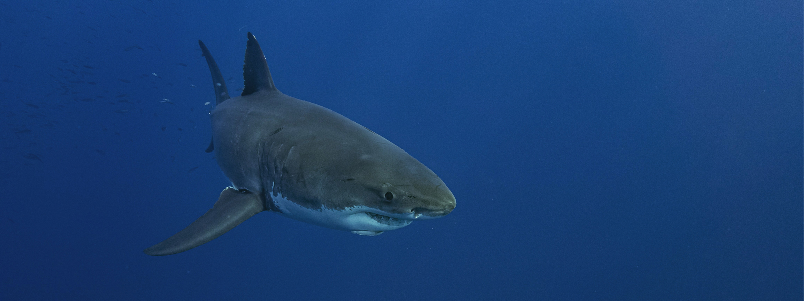 Climate crisis pushing great white sharks into new territory