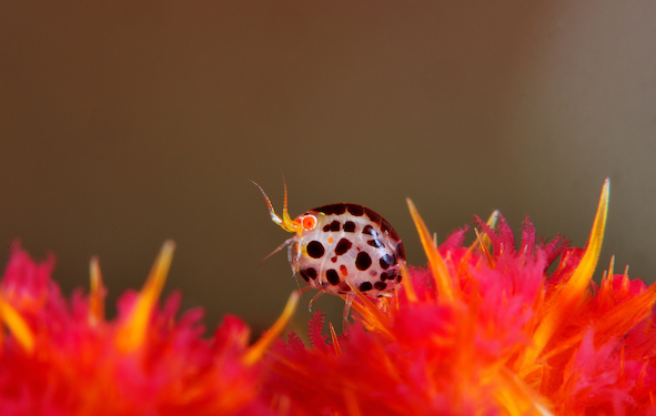 Ladybug amphipods are so small they qualify as supermacro