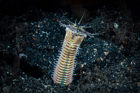 Bobbit worms are among the weirdest macro subjects