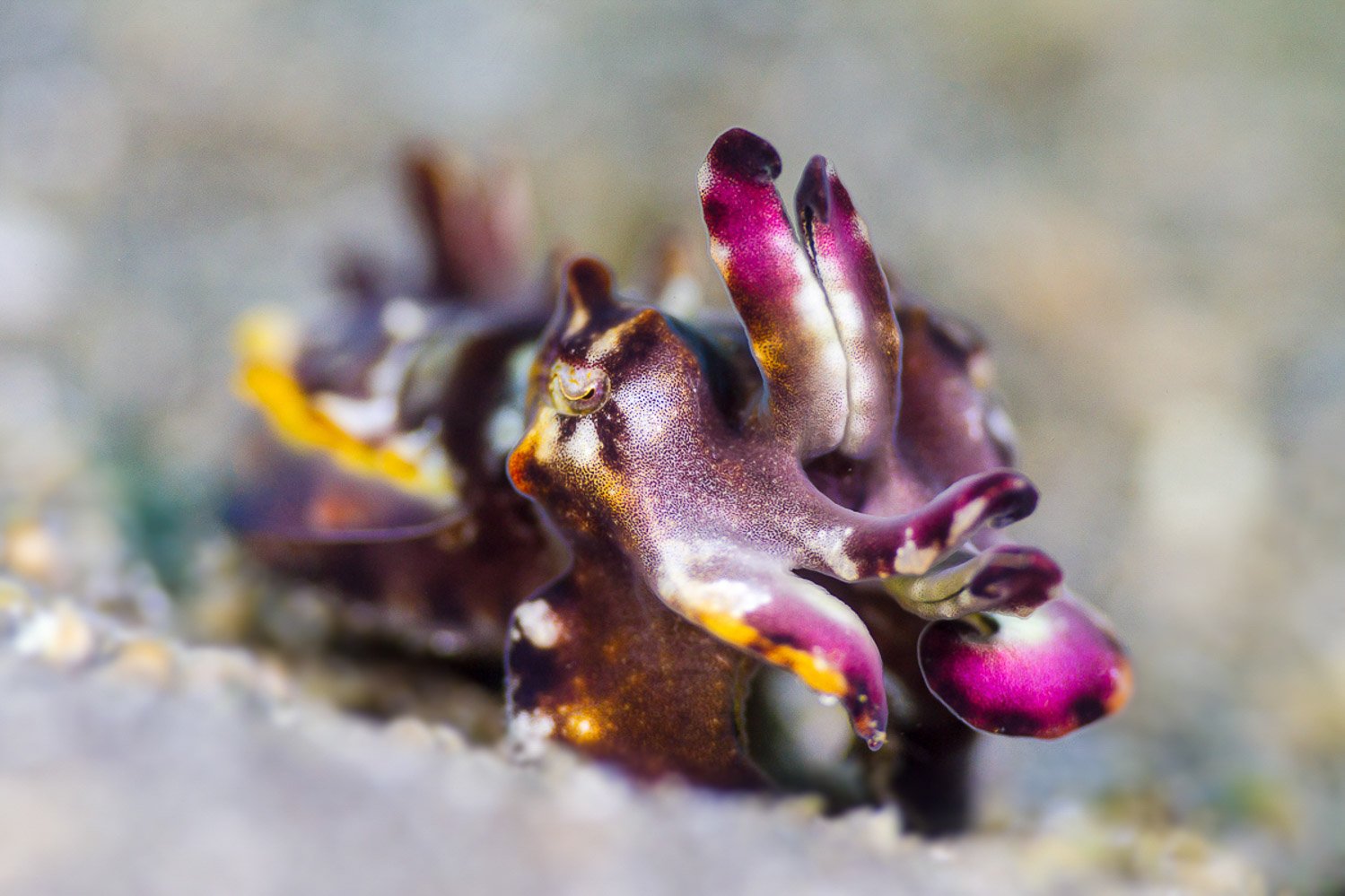 Divers love flamboyant cuttlefish for their vibrant colour displays