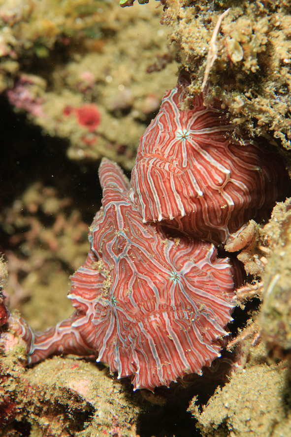 The psychedelic frogfish is one of the rarest and most prized macro subjects