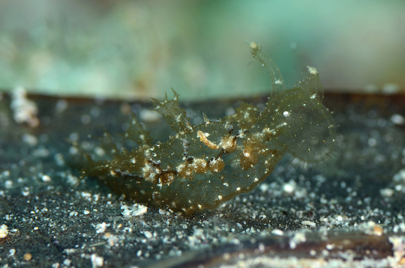 Divers find the see-through ghost melibe nudibranch notoriously hard to spot