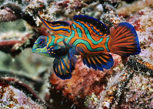 The vibrant colours and mating dances of mandarinfish make them popular among divers