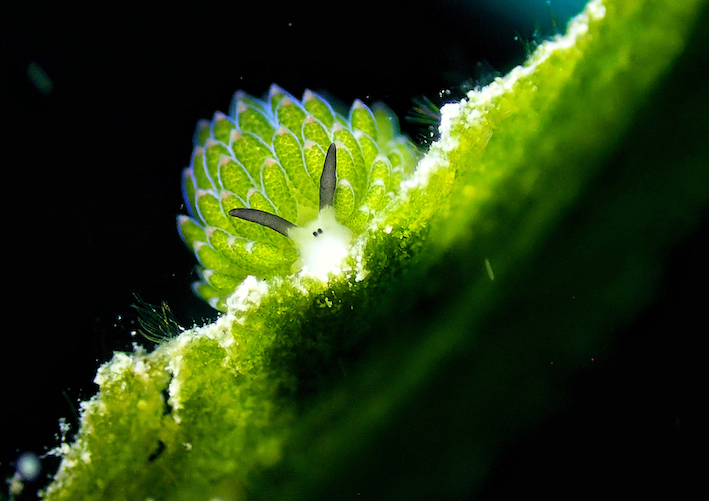 Adorable Shaun the Sheep sea slugs make for charismatic models
