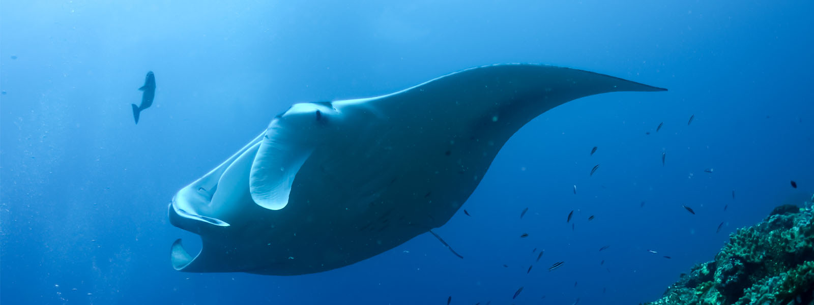 DNA Insights could protect Manta Rays