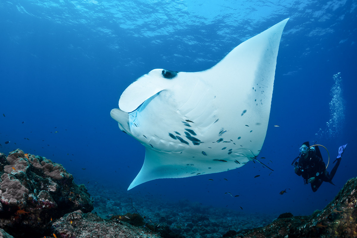 DNA Insights could protect Manta Rays
