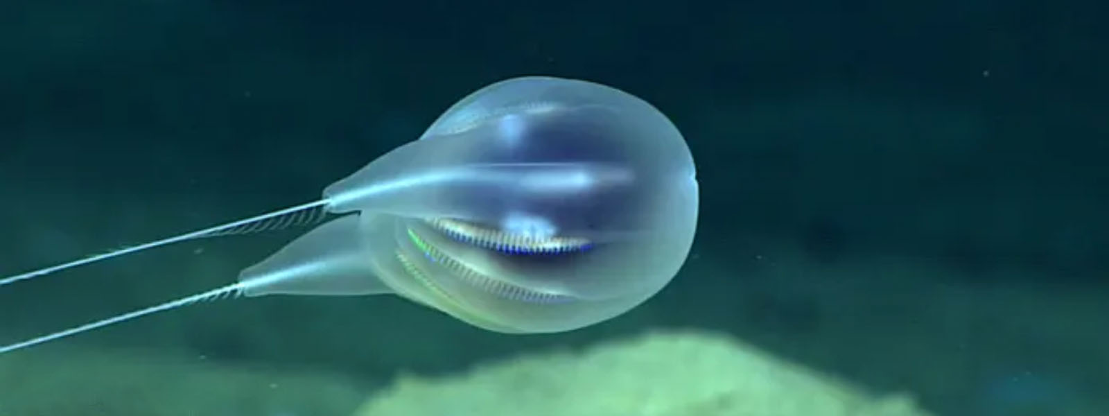 Deep sea species identified using HD video