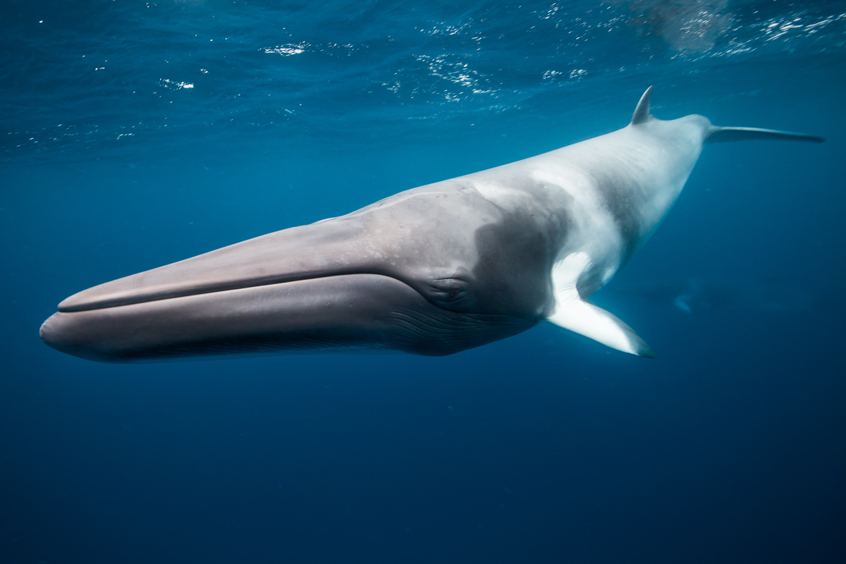Minke whale on the Ribbon Reefs, Queensland
