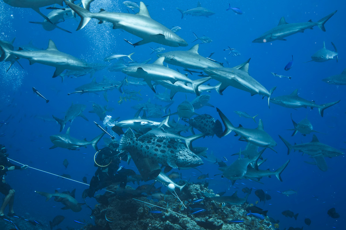 Sharks gather at North Horn, Osprey Reef