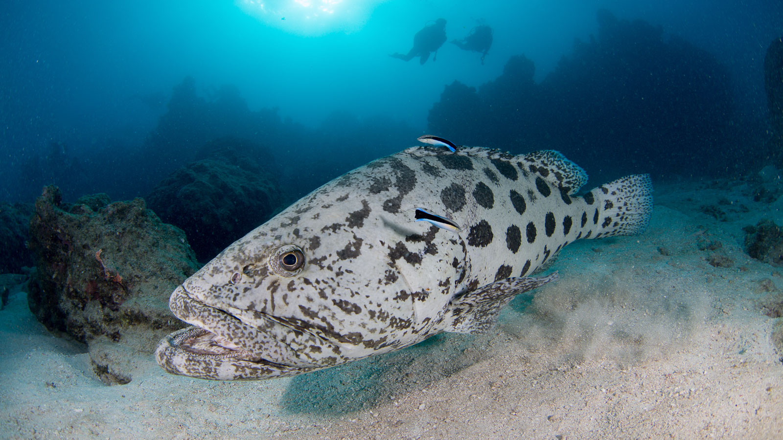 Best dive sites of the Great Barrier Reef and Coral Sea