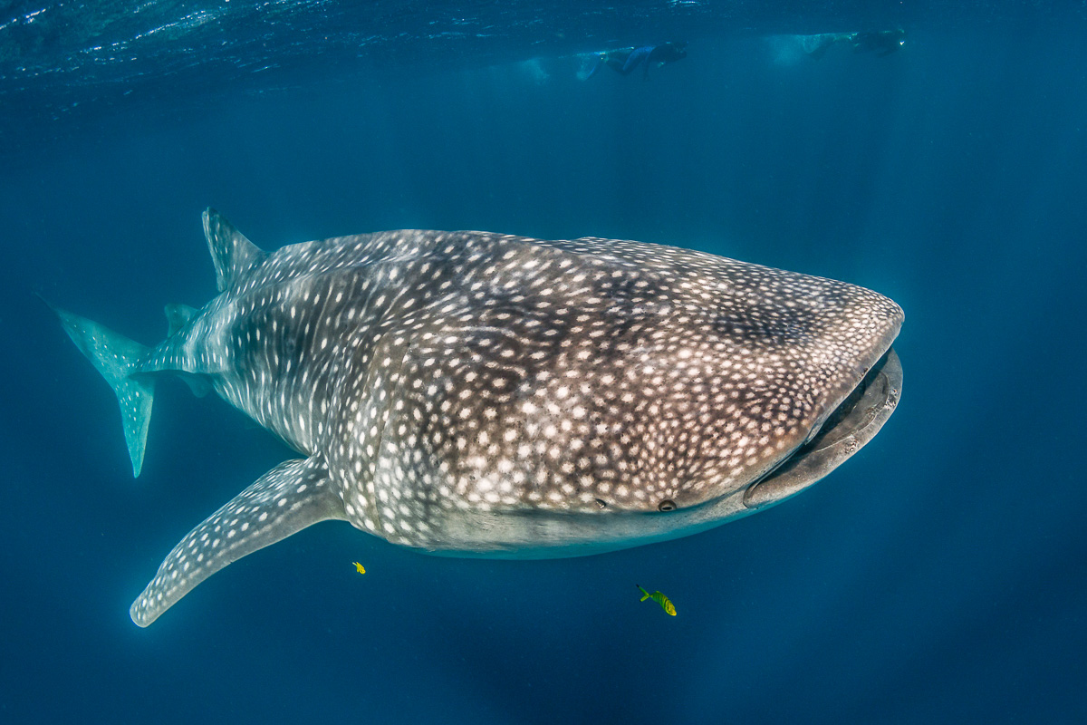 Diving with whale sharks in Djibouti, Red Sea