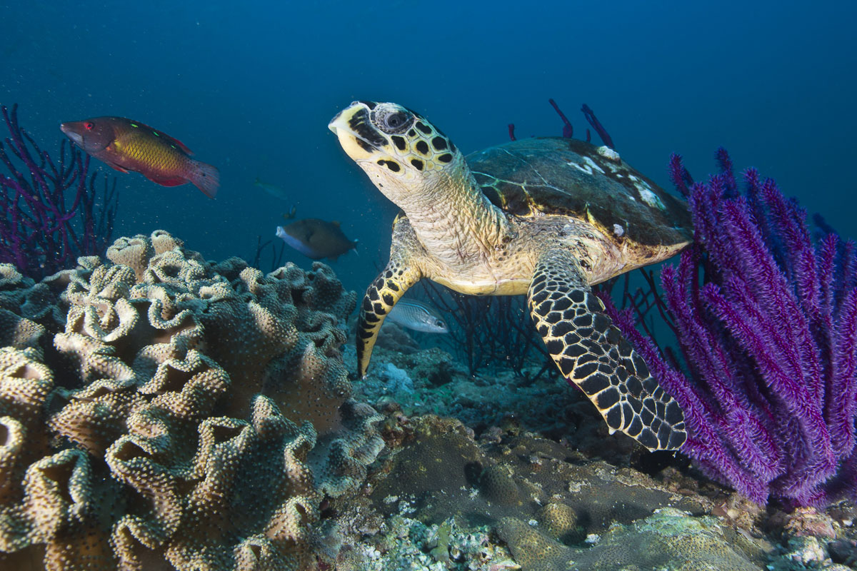 Diving the colourful coral reefs of Oman, Red Sea