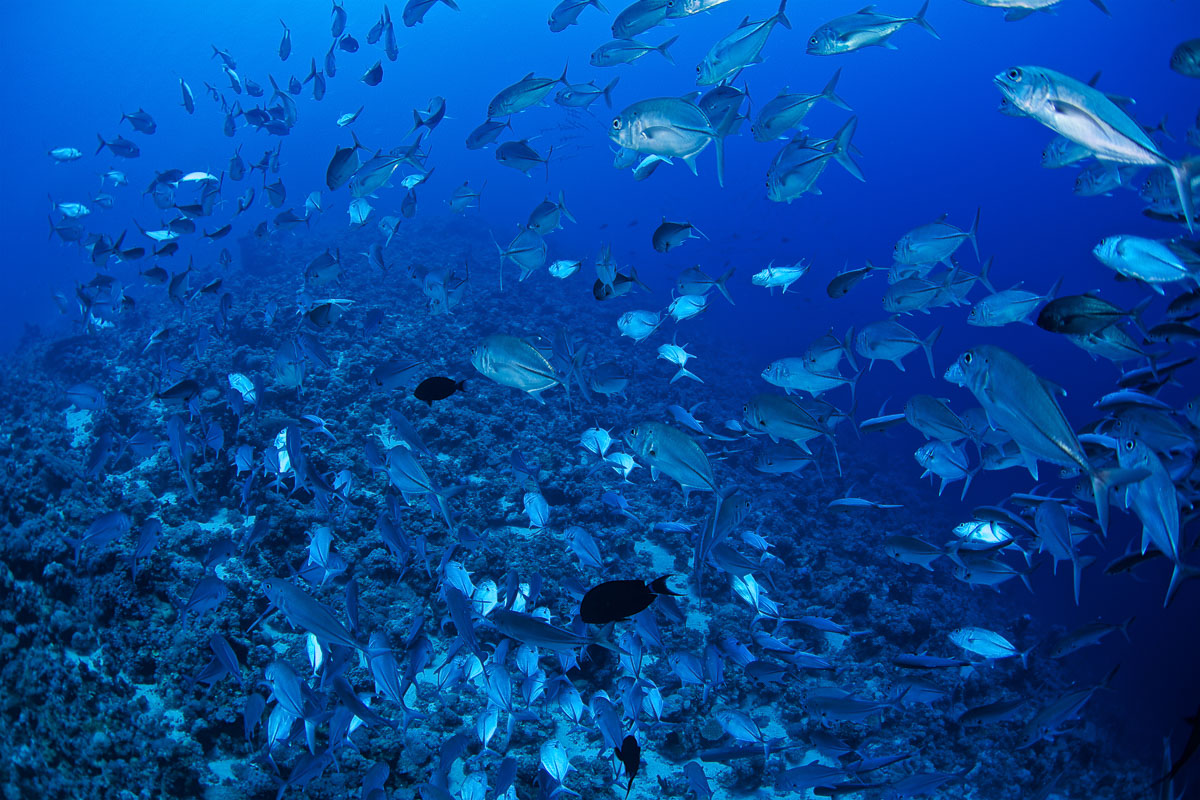 Diving in Saudi Arabia, Red Sea