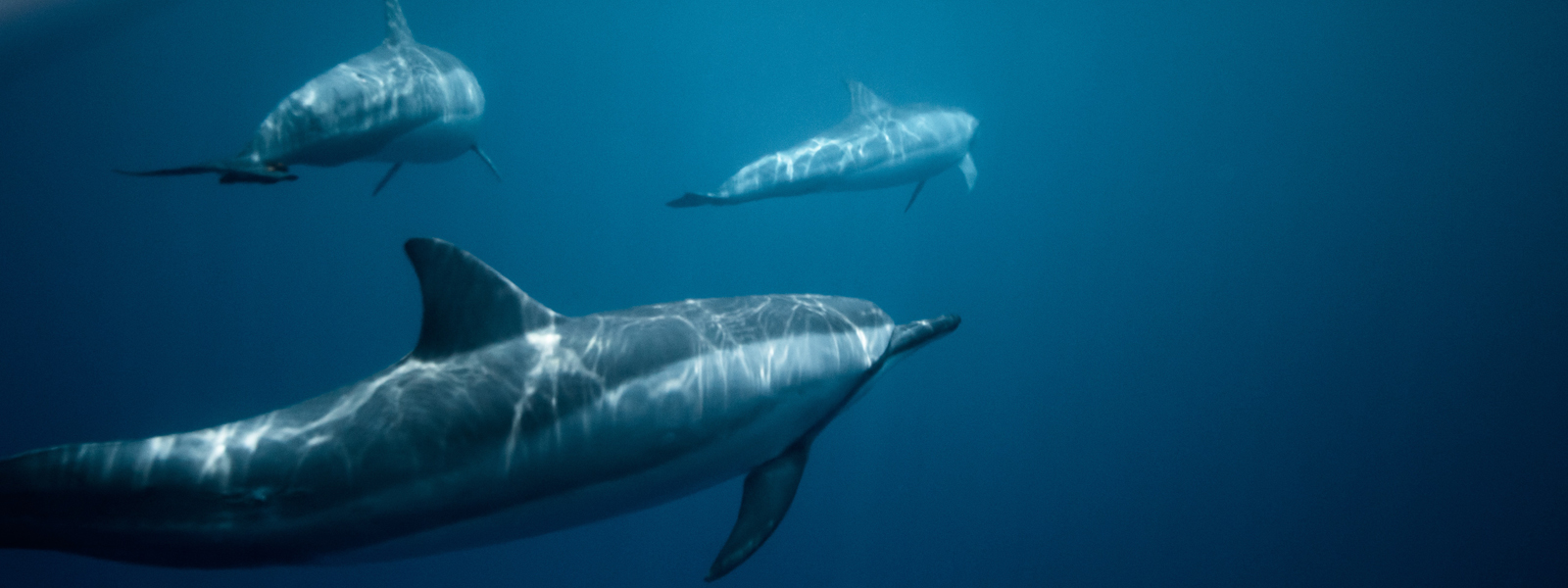 How dolphins avoid the bends
