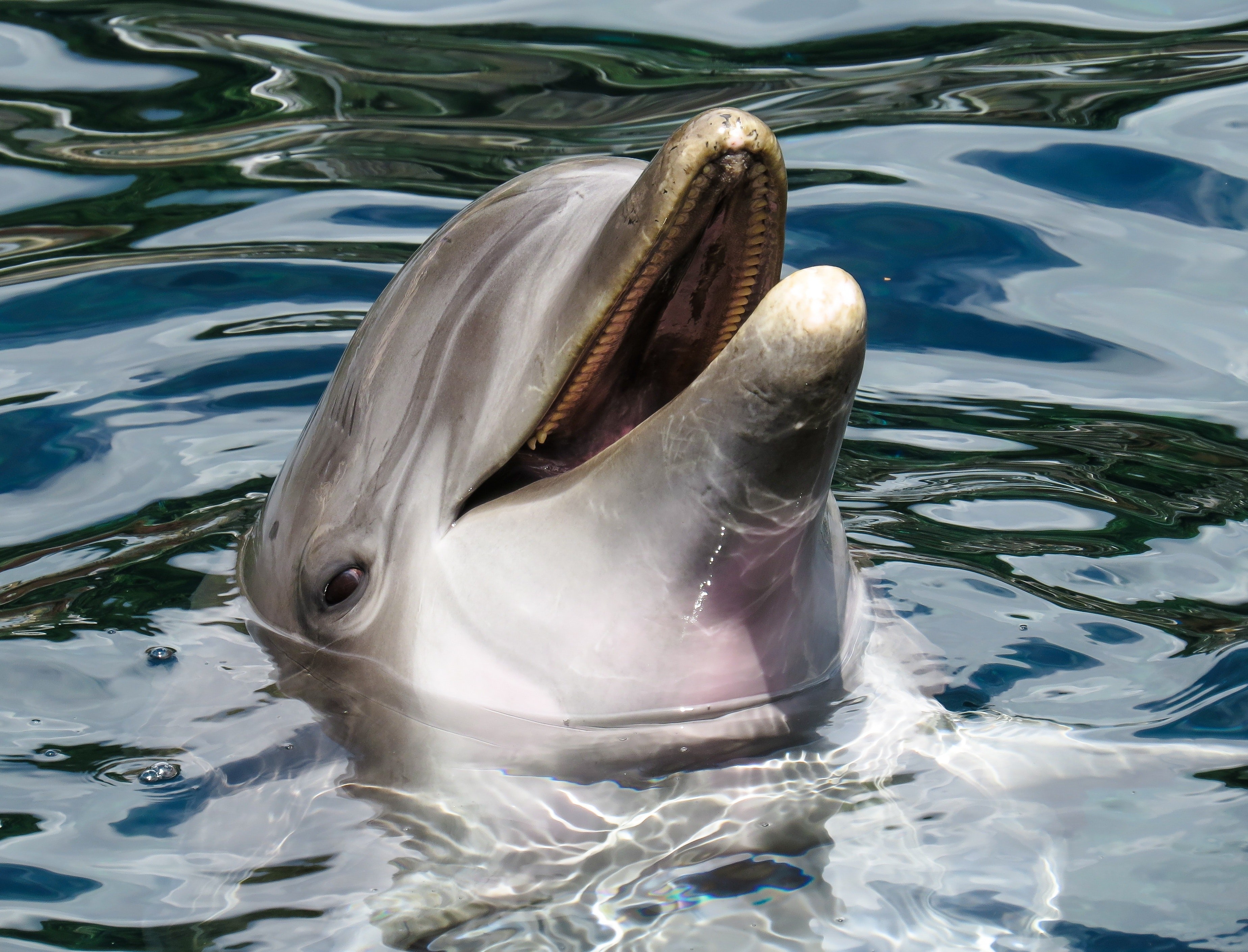 How dolphins avoid the bends
