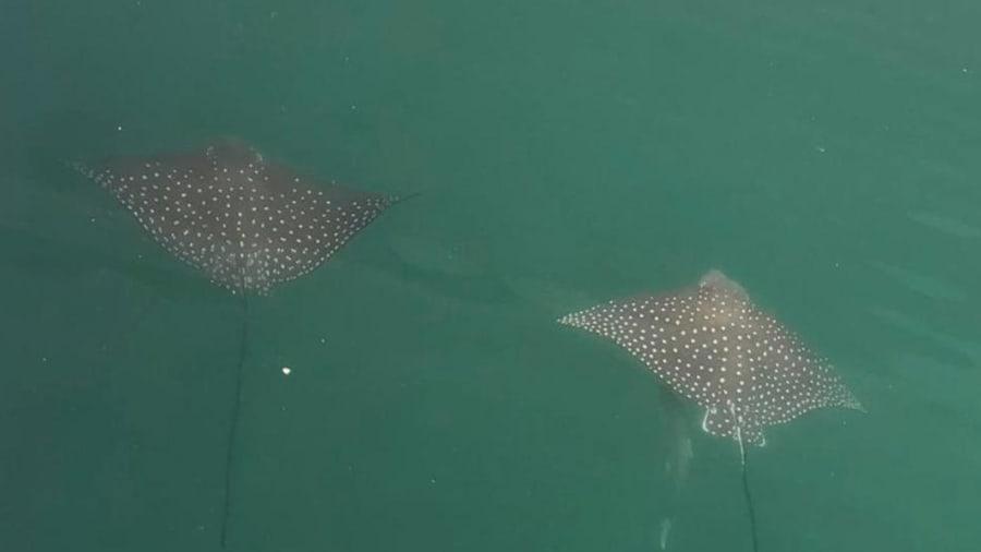 Eagle rays spotted in Dubai Marina. Image credit: CNN