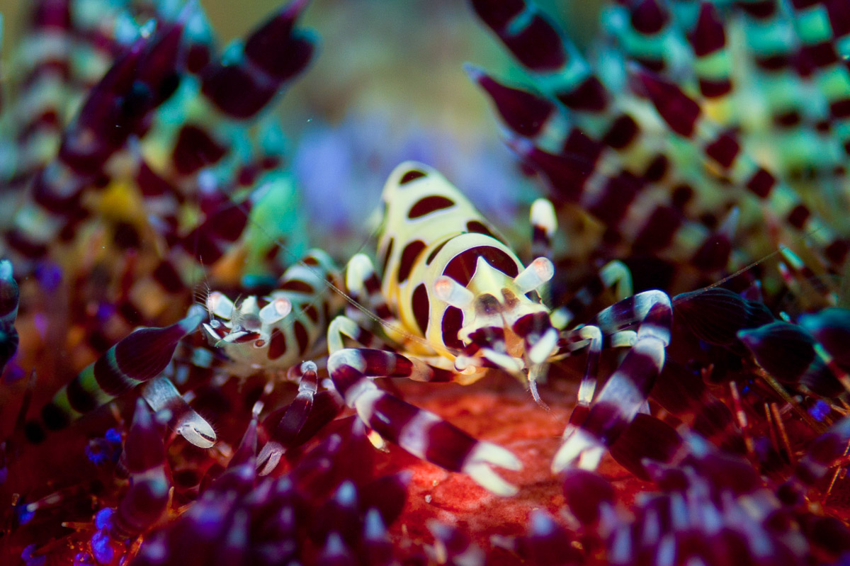Coleman shrimp from Anilao