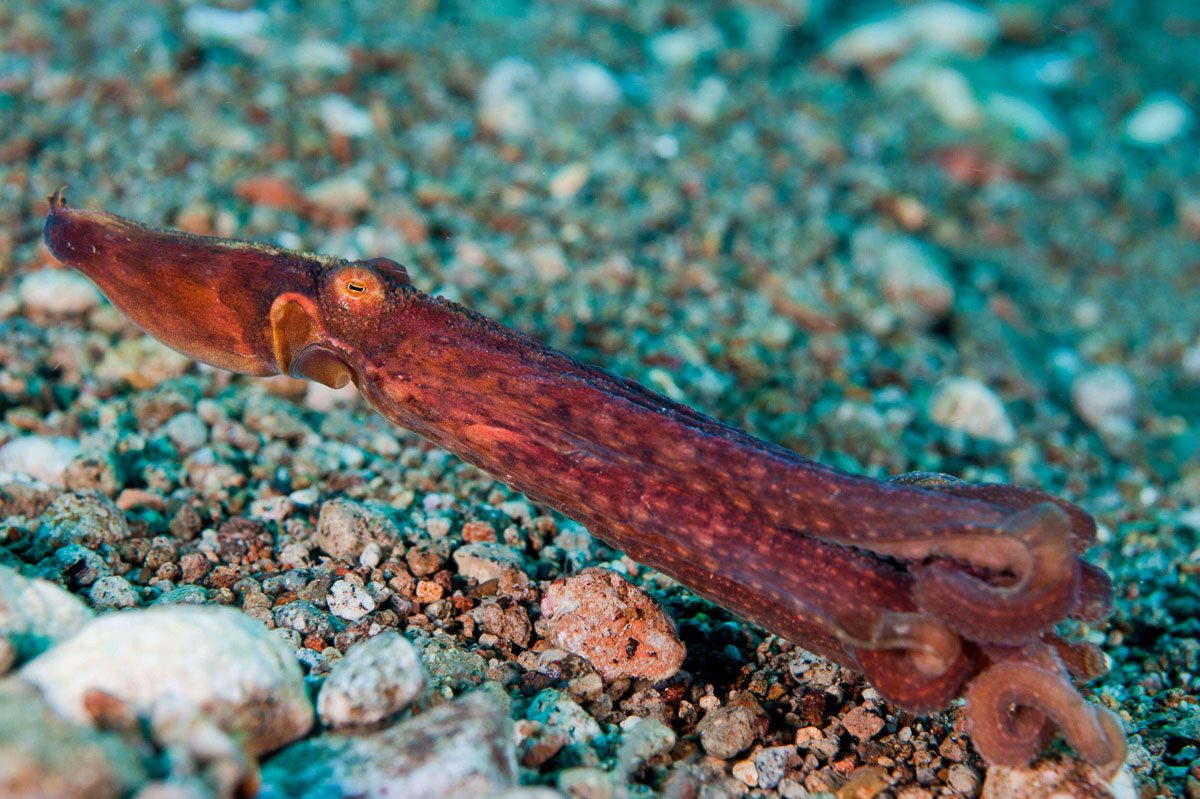 Blue ringed octopus, Dumaguete