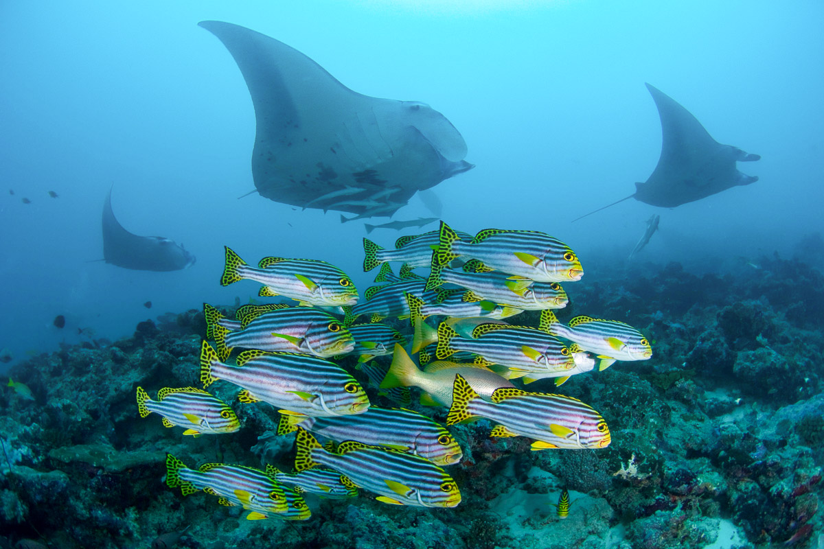 Mantas and schooling fish in Male Atoll