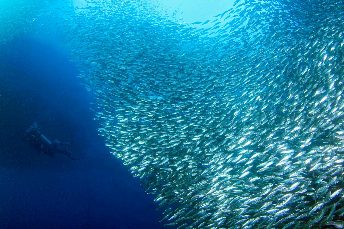 Moalboal's famous sardines