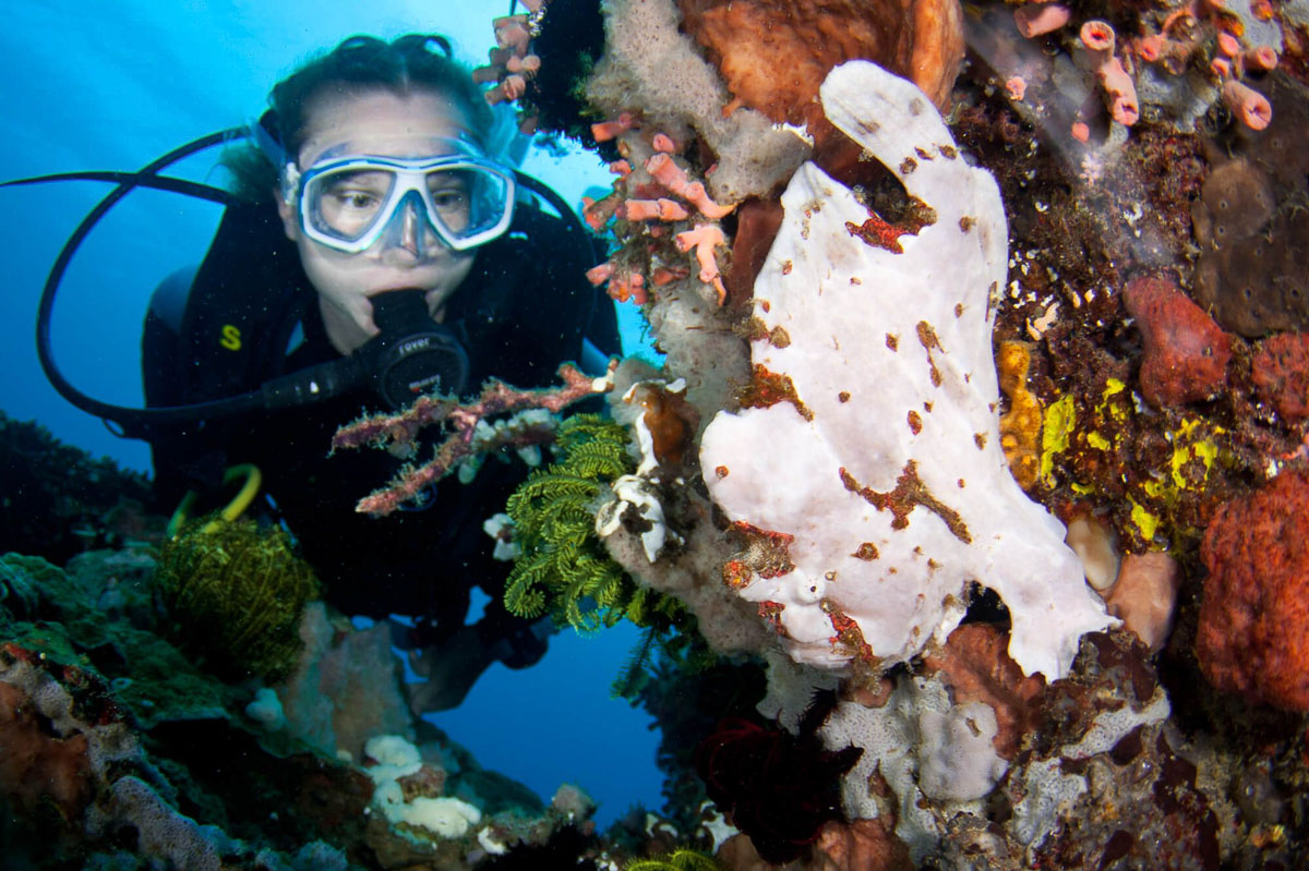 Diver and frogfish, Puerto Galera
