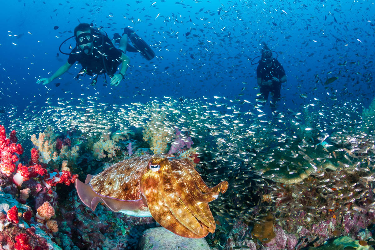 Marine life in the Similan Islands Marine Park