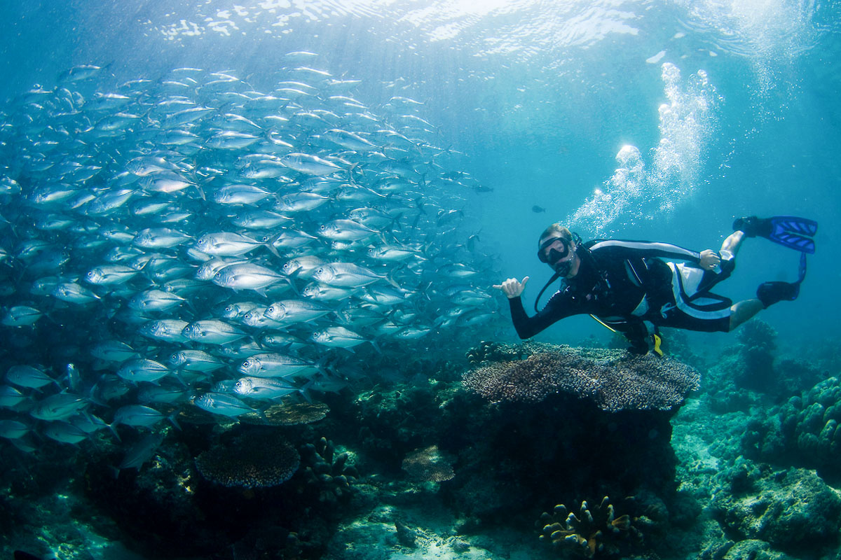 Diver and jackfish at Sipadan