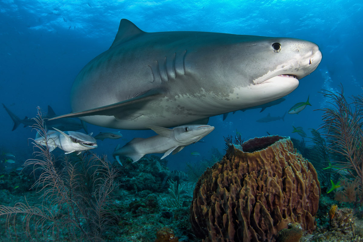 Shark diving in the Bahamas