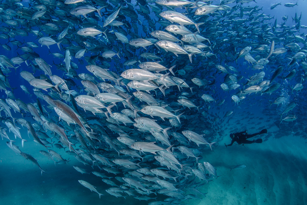 Schooling jackfish Cabo Pulmo