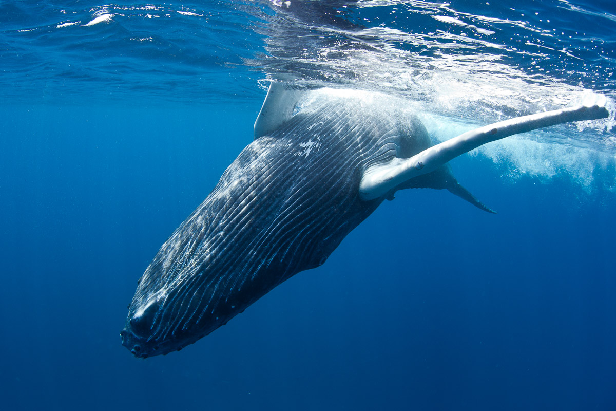 Humpback whale in Turks and Caicos