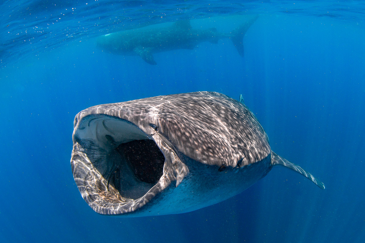 Whale shark at Isla Mujeres