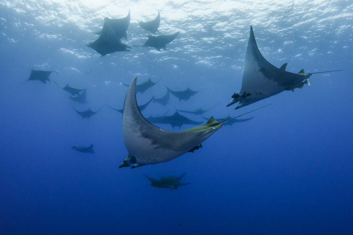 Mobula rays in the Azores