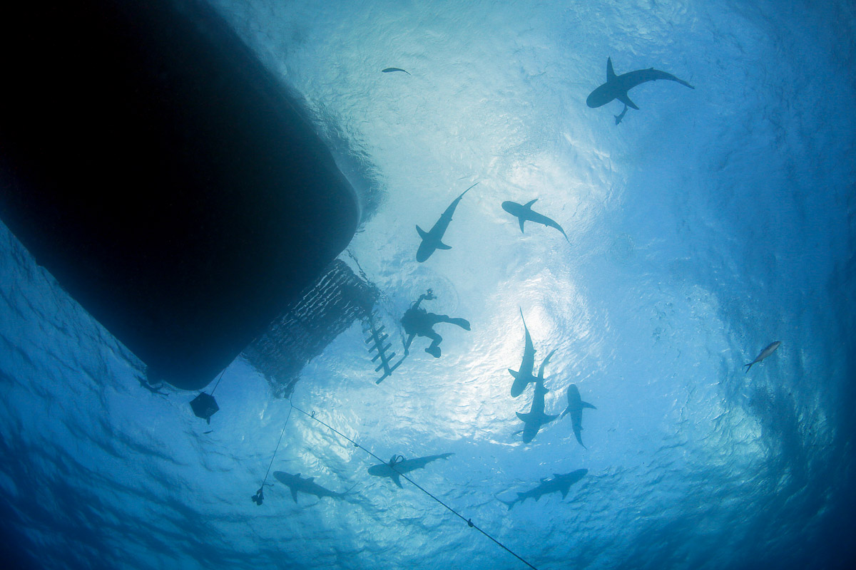 Diving with sharks in the Bahamas