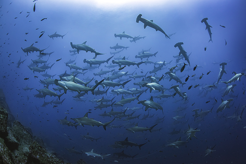 Jenny Waack from Galapagos Shark Diving - An Ecoventure Interview