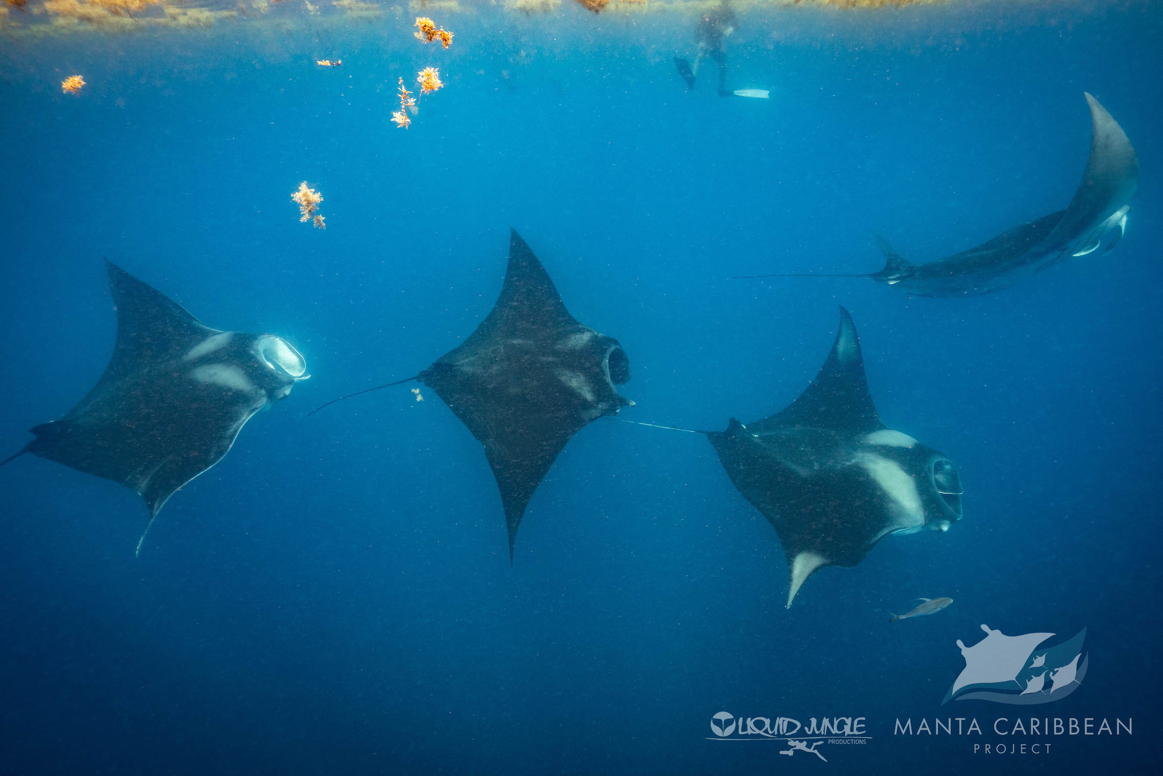 Manta Caribbean Project 1