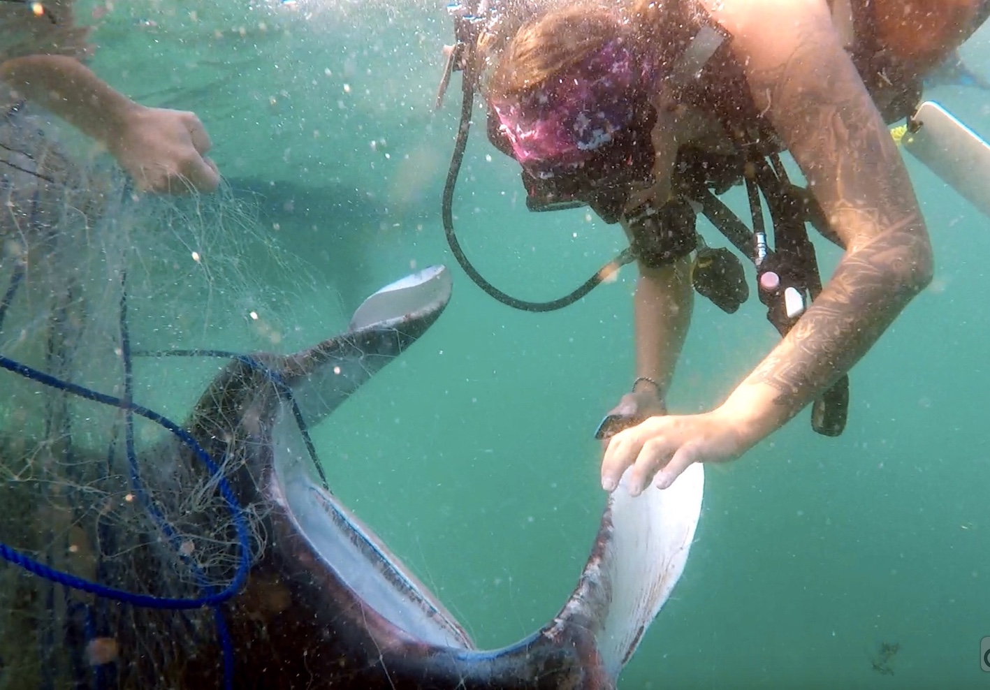 Nakia preforming a manta ray rescue