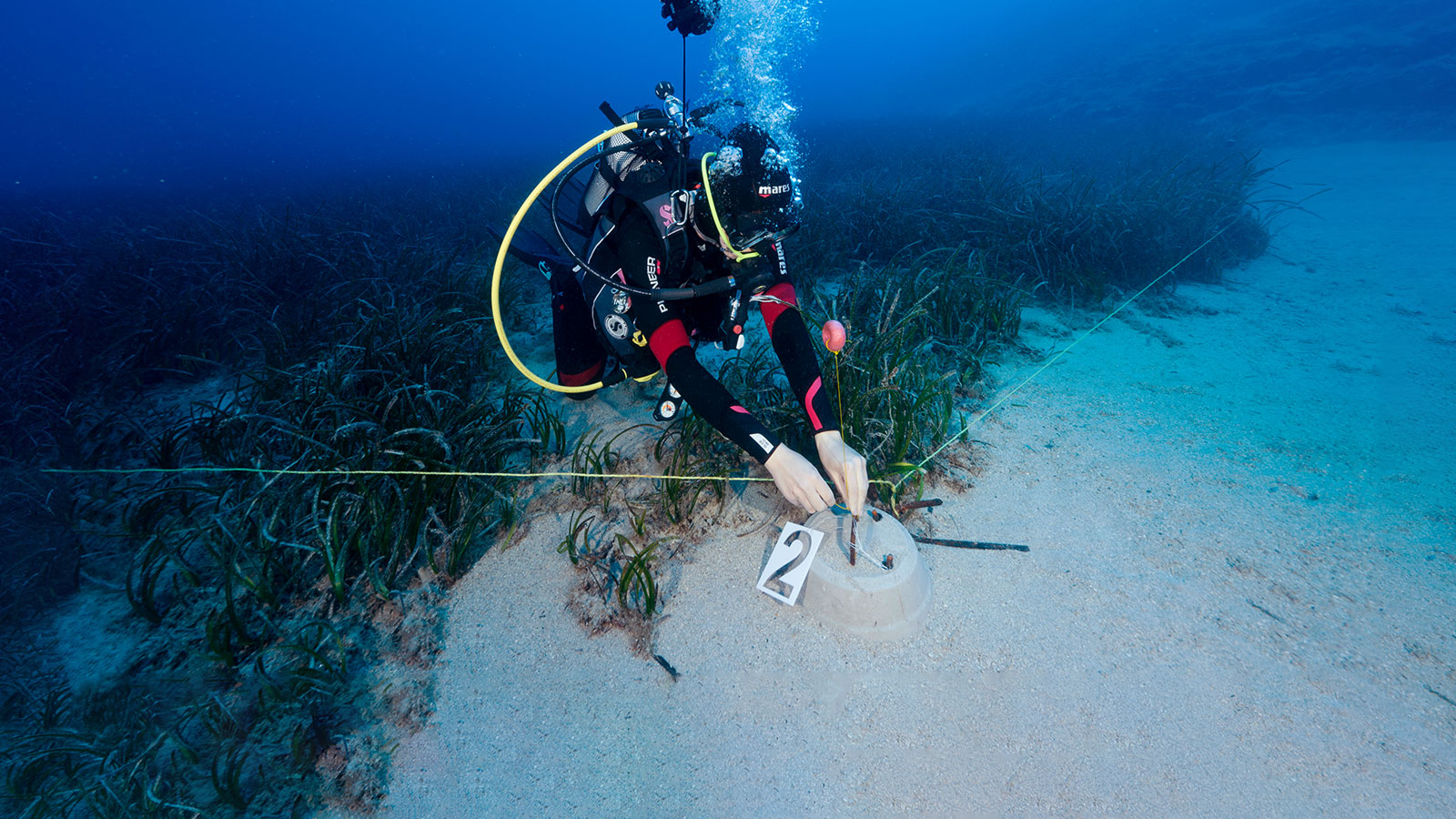 A diver monitoring the growth of seagrass