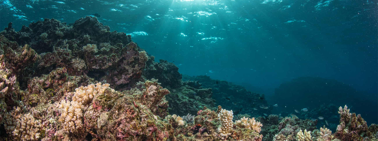 Fiji's corals recovering after cyclone damage
