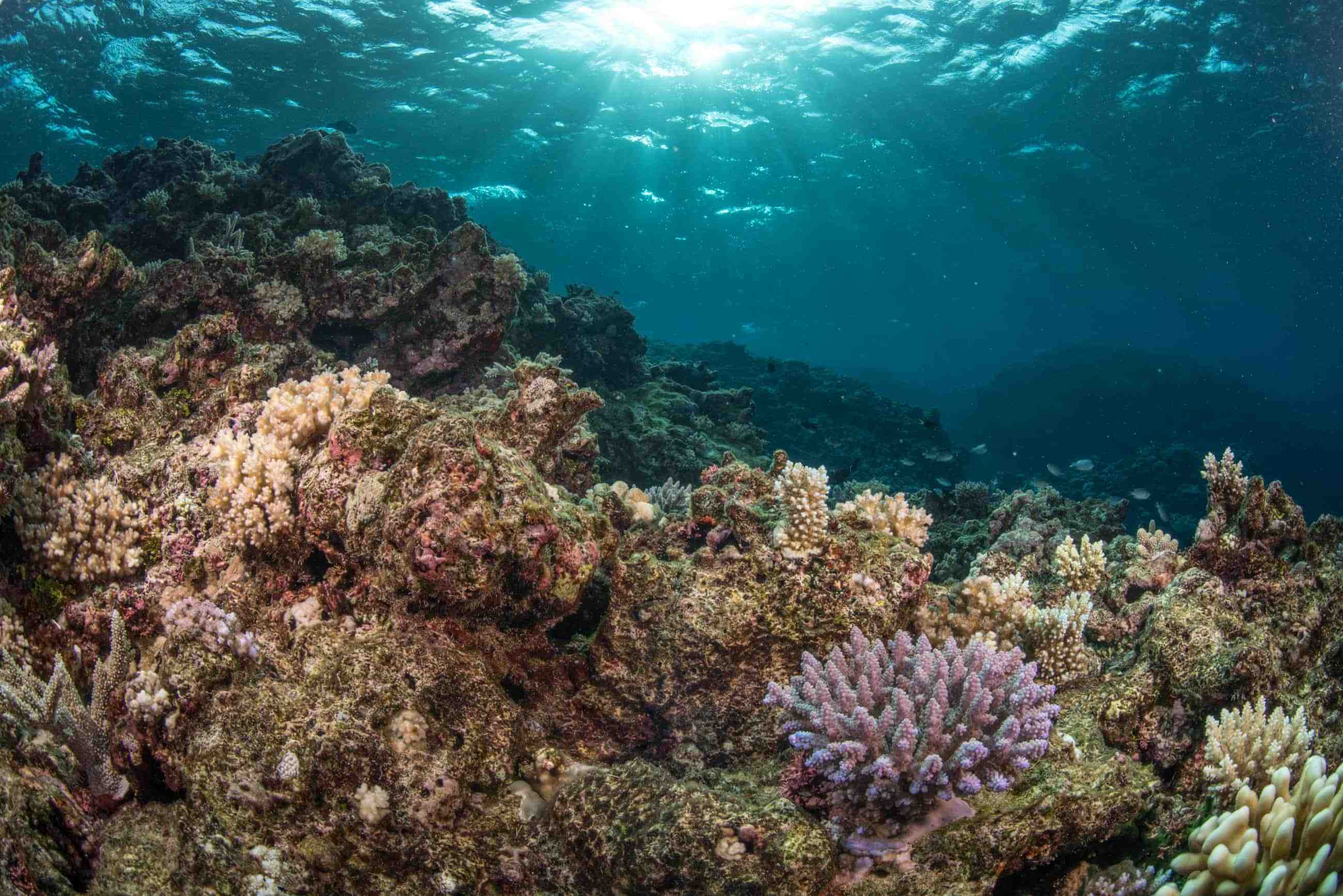 Purple Acropora in the middle of recovering reefs. Source: the Guardian. Photo by: Tom Vierus