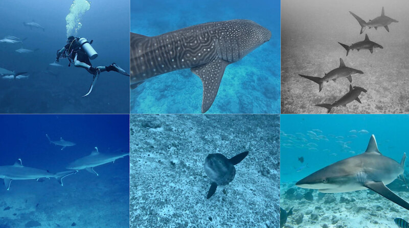 Fuvahmulah also boasts white-tip, silver-tip and grey reef sharks, and even whale sharks