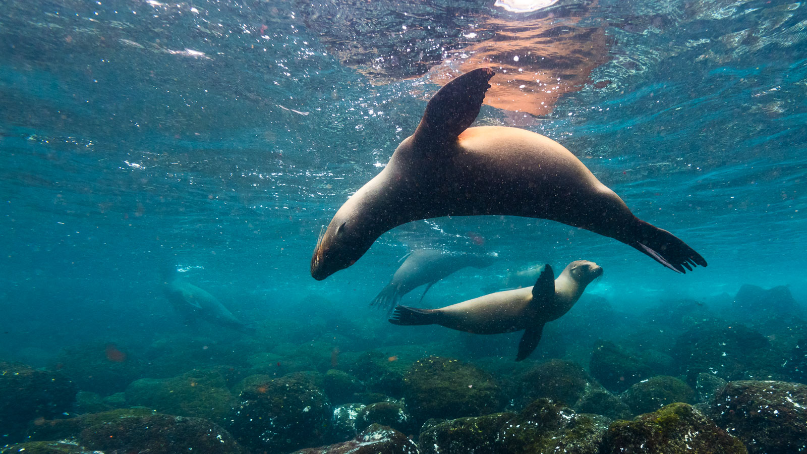 Naturalist and snorkeling cruises in the Galapagos
