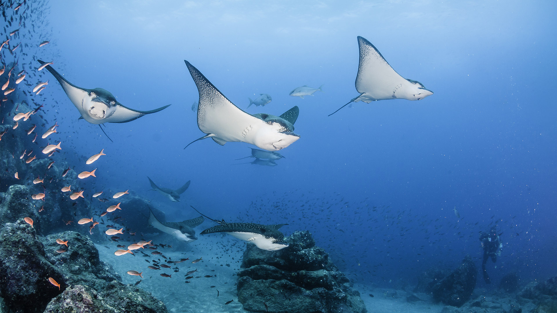 Galapagos to be fully vaccinated by month’s end