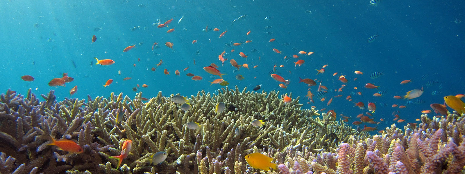 Global Fund for Coral Reefs announcement