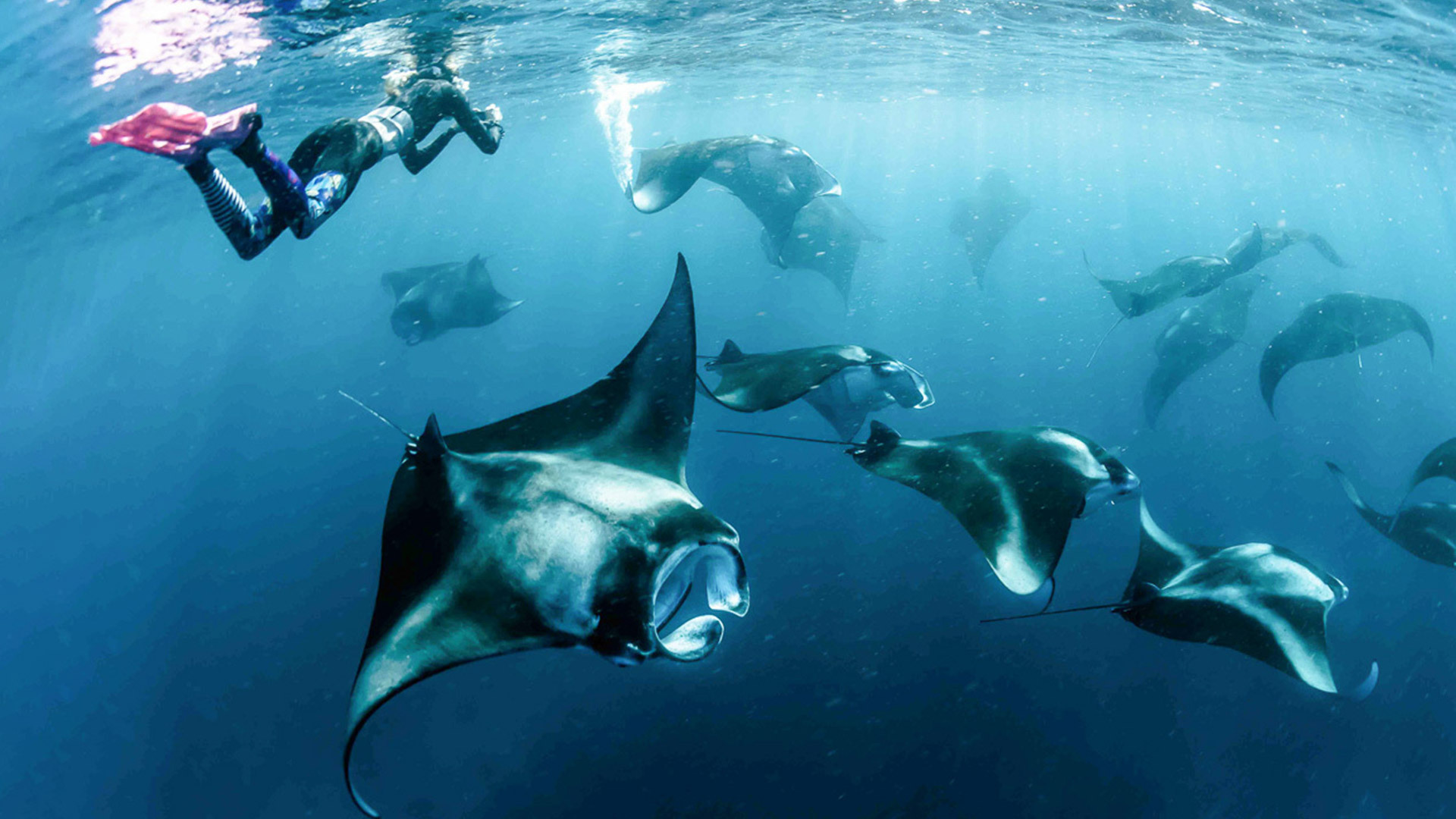 Hanifaru Bay | ZuBlu