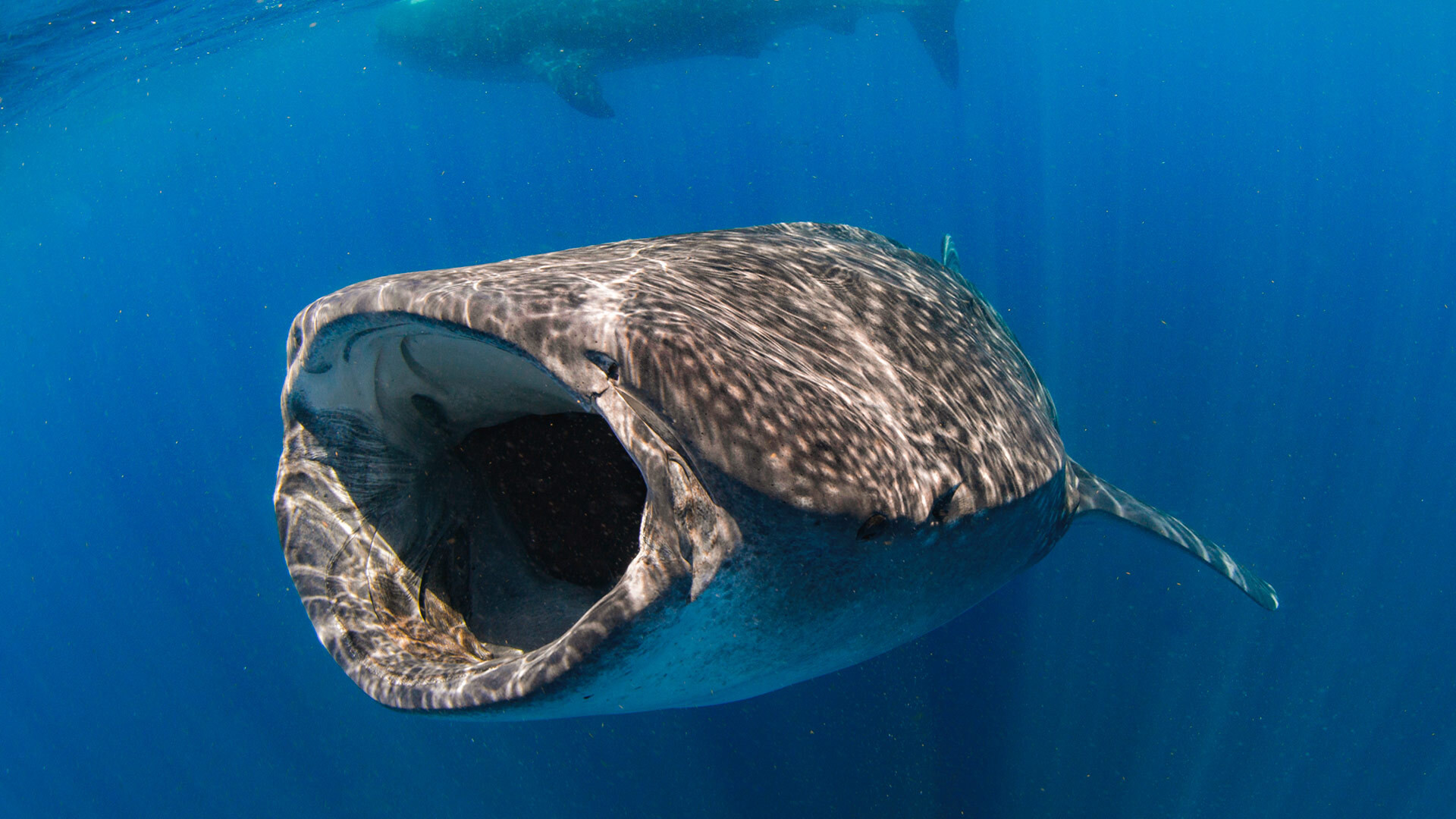 Isla Mujeres - Mexico’s whale shark and sailfish hotspot