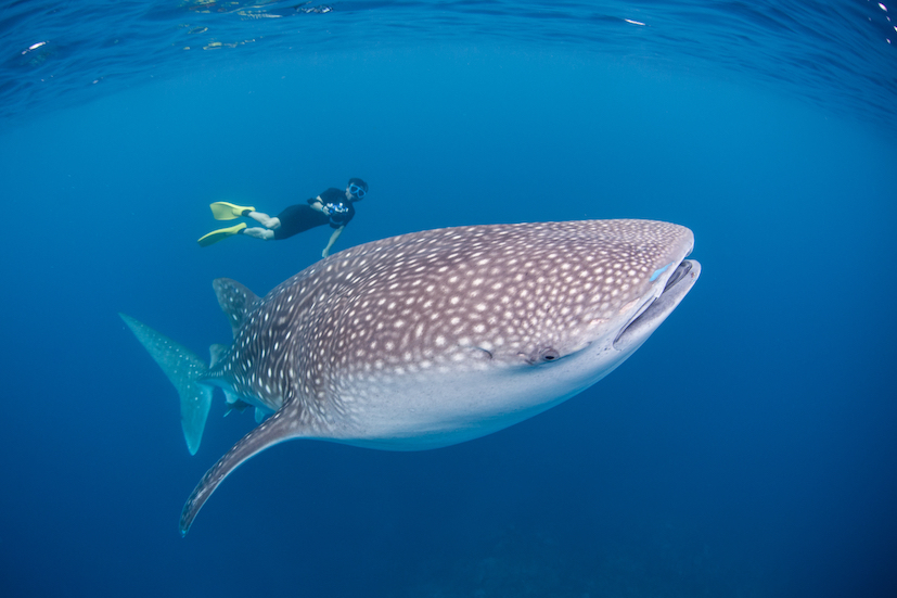 A snorkeller photographs a whale shark in Isla Mujeres
