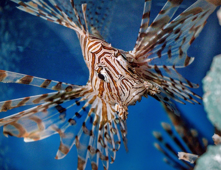 Lionfish hunt: Tackling invasive species in the Caribbean
