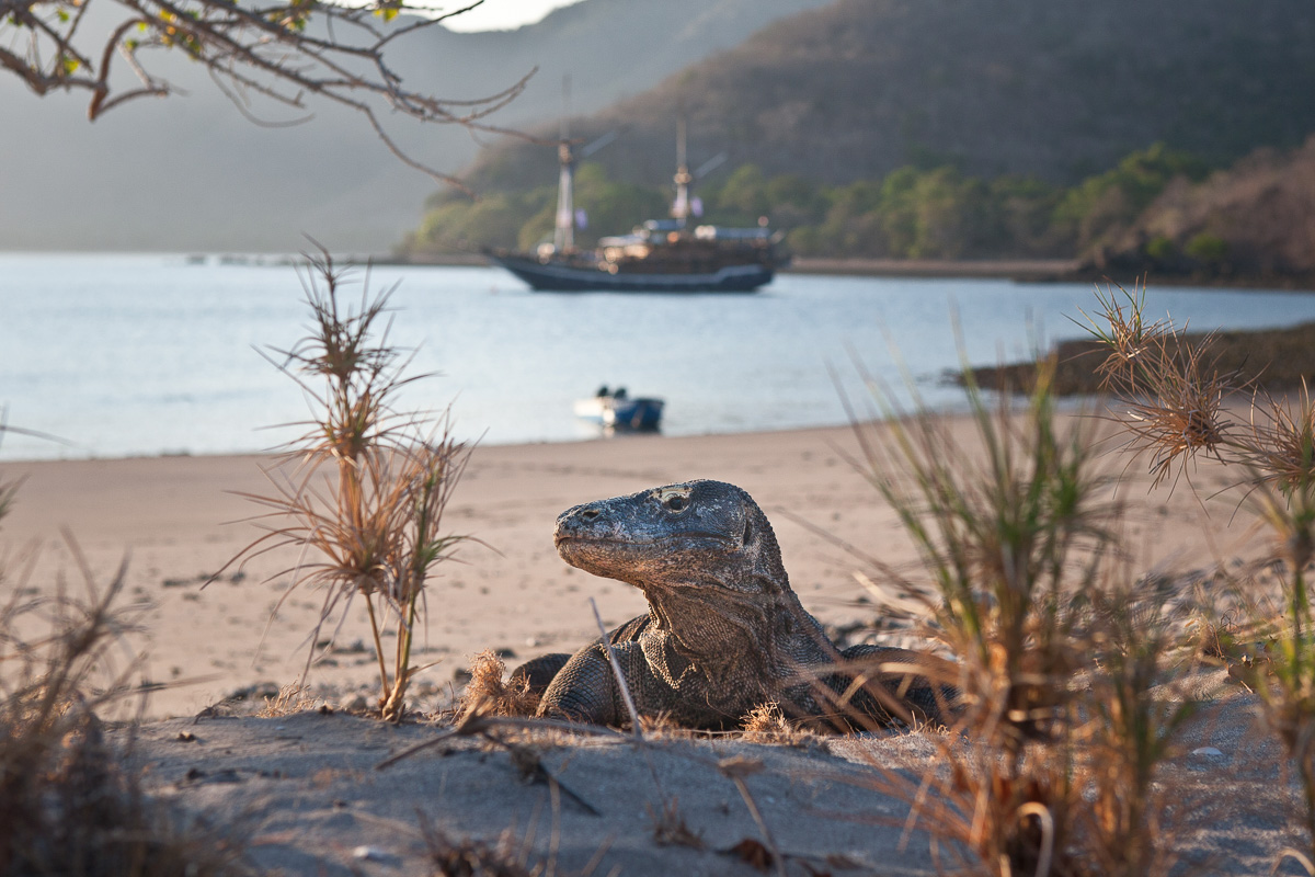 Komodo dragon encounters are included in most liveaboard itineraries