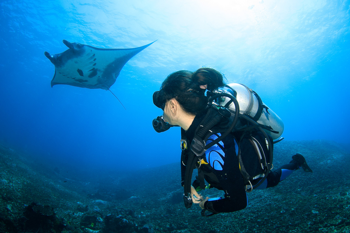 Manta rays are often a highlight for liveaboard divers in Komodo National Park