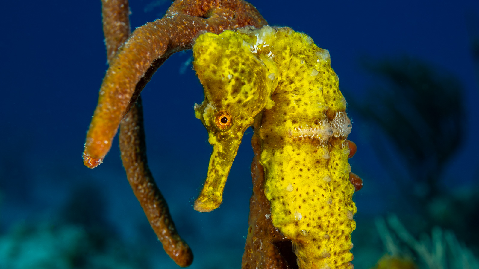 Best macro diving destinations in the Caribbean